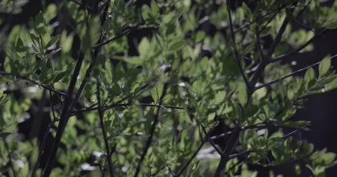 Backlit desert olive branches and leaves moving gently in the breeze Stock Footage 334873455