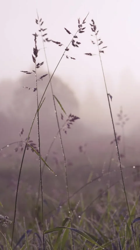 Backlit dewy tall grass with feathery seed heads in misty pastel morning light g Stock Footage 341881830