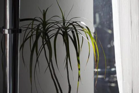 Backlit dracaena by window Photos