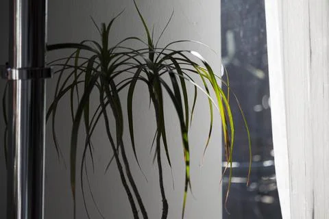 Backlit dracaena by window Stock Photos