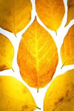 Backlit dried leaf composition Stock Photos