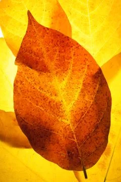 Backlit dried leaves Stock Photos
