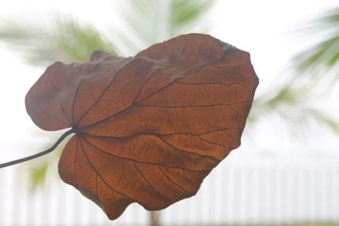 Backlit Dried Tropical Leaf Close Up at Tanjung Lesung Beach Stock Photos