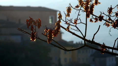Backlit Dry Maple Seeds on Bare Branch at Golden Hour with Urbino's Castle Stock Footage 346081918