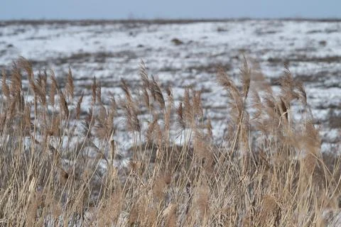 Backlit dry reeds creating layered pattern, luminous seed tips glowing agai.. Foto stock