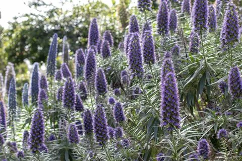 Backlit Echium candicans Pride of Madeira flowers in soft evening light Stock Photos