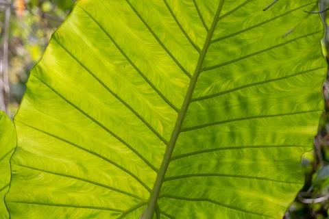 Backlit Elephant Ear Leaf Veins in Tropical Krabi Stock Photos