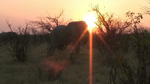 BACKLIT ELEPHANT Video stock 20398414