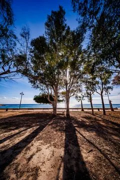 Backlit Eucalyptus Canopy by the Sea Stock Photos