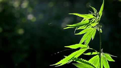 The backlit, evening light hemp leaves.A green, large sheet of cannabis. Stock Footage 93381106