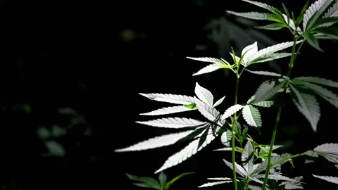 The backlit, evening light hemp leaves. Stock Footage 111706720