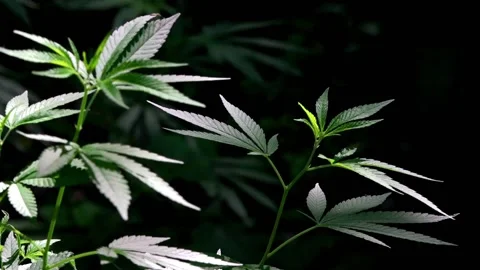 The backlit, evening light hemp leaves. Stock Footage 111706722