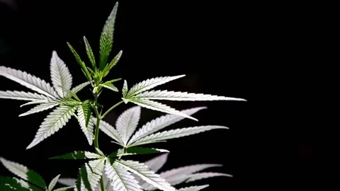 The backlit, evening light hemp leaves. Stock Footage 111706723