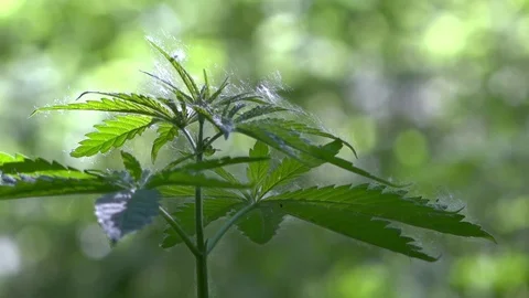 The backlit, evening light hemp leaves.Green leaves glow in the sun. Stock Footage 76740255