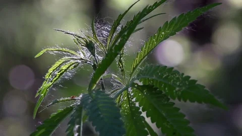 The backlit, evening light hemp leaves.Green leaves glow in the sun. 動画素材 76740256
