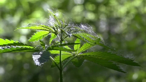 The backlit, evening light hemp leaves.Green leaves glow in the sun. Stock Footage 76740259