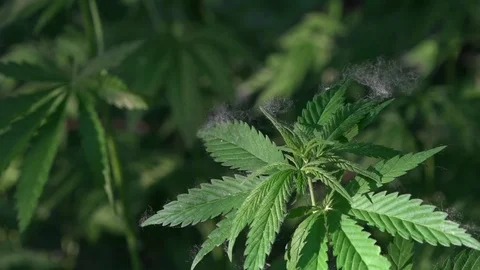 The backlit, evening light hemp leaves.Green leaves glow in the sun. Stock Footage 76937293