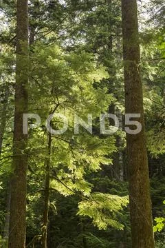 Backlit Evergreens Stock Photos
