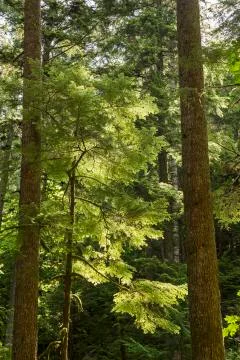 Backlit Evergreens Stock Photos
