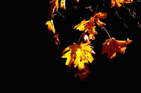 Backlit fall leaves Stock Photos