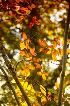 Backlit Fall Leaves Stock Photos