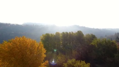 Backlit fall trees aerial to reveal river carving through a canyon. Stock Footage 69302849