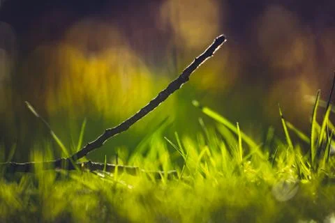 Backlit fallen tree branch lying on green grass Stock Photos
