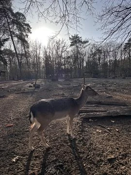 Backlit Fallow Deer with Shadow in Forest Enclosure 스톡 사진