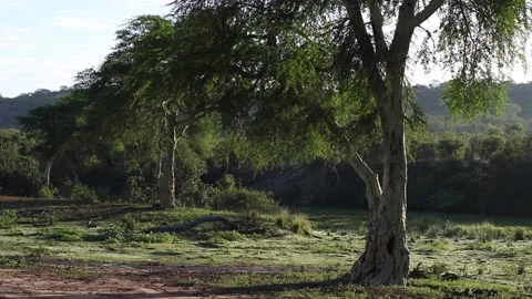 Backlit fever trees Stock Footage 209130573