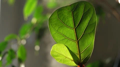 Backlit fiddle leaf fig plant with morning sunlight highlighting the delicate 스톡 동영상 344325395