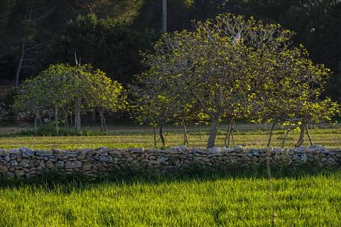 Backlit fig tree, Formentera, Pitiusas Islands, Balearic Community, Spain Stock Photos