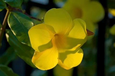 Backlit Flower 01 Stock Photos