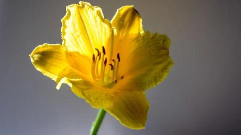 Backlit Flower Stock Photos