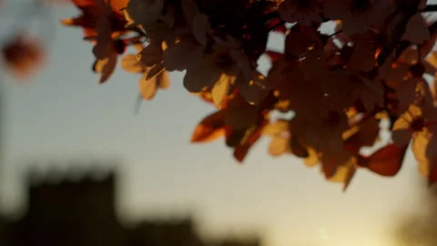 Backlit flowering branch with warm sunset light framing a blurred silhouett.. Stock Footage 335639585