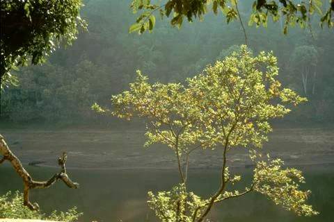Backlit Foliage Foto stock
