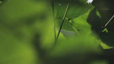 Backlit Forest Foliage: Translucent Green Leaves Glowing with Vitality 스톡 동영상 321612121