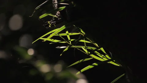 Backlit Forest Foliage: Translucent Green Leaves Glowing with Vitality 스톡 동영상 321612335