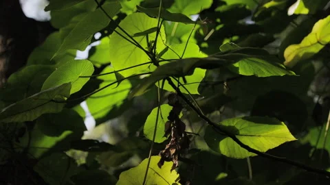 Backlit Forest Foliage: Translucent Green Leaves Glowing with Vitality Stock-Footage 321612361