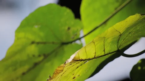 Backlit Forest Foliage: Translucent Green Leaves Glowing with Vitality 스톡 동영상 321612372