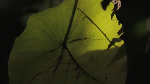 Backlit Forest Foliage: Translucent Green Leaves Glowing with Vitality Stock Footage 321612590