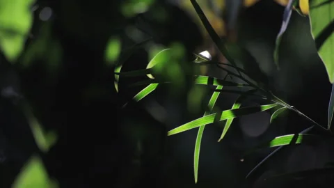 Backlit Forest Foliage: Translucent Green Leaves Glowing with Vitality Видео 321612756