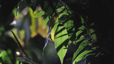Backlit Forest Foliage: Translucent Green Leaves Glowing with Vitality Stockbeeldmateriaal 321613265