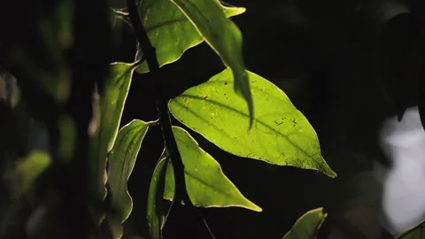 Backlit Forest Foliage: Translucent Green Leaves Glowing with Vitality Stock Footage 321613556