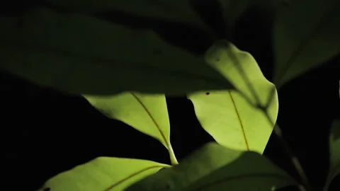Backlit Forest Foliage: Translucent Green Leaves Glowing with Vitality 스톡 동영상 321614204