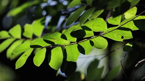 Backlit Forest Foliage: Translucent Green Leaves Glowing with Vitality Stock Footage 321614453