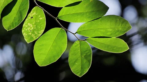 Backlit Forest Foliage: Translucent Green Leaves Glowing with Vitality Stock Footage 321615031