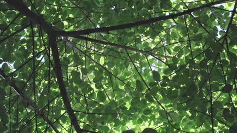 Backlit Forest Foliage: Translucent Green Leaves Glowing with Vitality Stock Footage 321623367