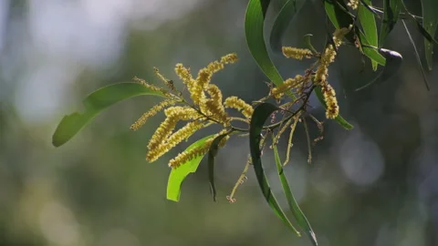 Backlit Forest Foliage: Translucent Green Leaves Glowing with Vitality Stock Footage 321623381