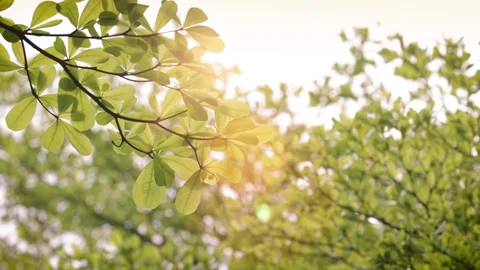 Backlit Forest Leaves With Gentle Lens Flare 4K 動画素材 341859954