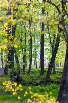 Backlit forest Stock Photos